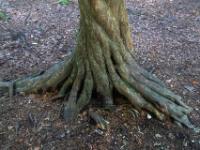 Verdrehte Wurzeln an einer Eibe